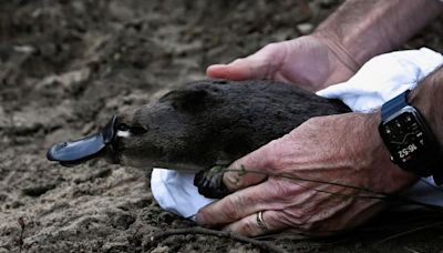 Australia platypus conservation centre, world's largest, welcomes first residents