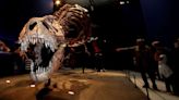 T. rex is at the center of a debate over dinosaur intelligence