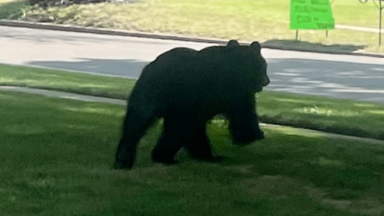 Black bear spotted around Amherst has left the area
