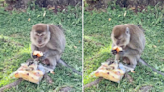 Monkey steals and eats bread from Kovan bakery
