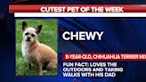 Cutest pet of the week: Chewy