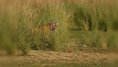 Odisha: Similipal Tiger Reserve reopens from Oct 10; tips to plan your trips now