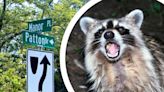 NJ woman says rabid raccoon chased her before being caught