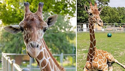 Manorville Game Farm Defends Late Giraffe's Care Following USDA Report