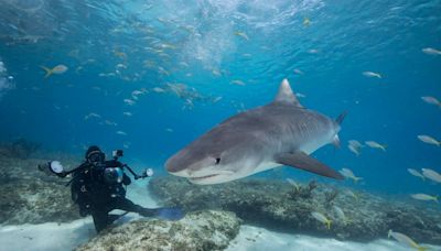 Council Post: How Swimming With Sharks Prepared Me For Leadership