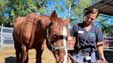 Two horses in ‘poor condition’ abandoned at Tijuana River Valley Regional Park