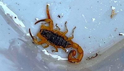 Deadly scorpion found in Devon after travelling in shipment from Brazil | ITV News