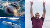 Shark Week 2023: A Complete Guide to Discovery’s Annual Summer TV Event