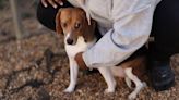 US breeder Envigo pleads guilty for mistreating beagles, gets $22 million fine