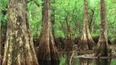 Museum should display wetlands and other artifacts of a Florida that’s fast disappearing