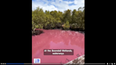 Wetlands turn the color of ‘strawberry milk’ in Australia. See the ‘rare’ phenomenon