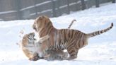 China wildlife park under investigation over deaths of 20 Siberian tigers
