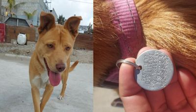 ¡Tristeza total! Perrita adoptada en California es abandonada en Tijuana