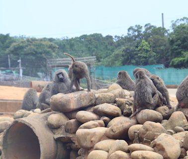 東非狒狒餘波 動保團體指控六福村動物園濫訴追殺