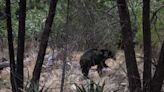 Bear euthanized after escaping captivity into neighborhood in Yavapai County