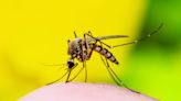 It's mosquito season! Here are 9 things to know about preventing bites and more