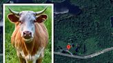 PA Farmer, Amy Veteran Killed In Bull Attack: Officials