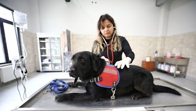 El Dorado Hills veterinarian’s office launches community blood bank for dogs