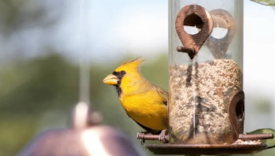 Lucky Photographer Snaps a ‘One in a Million’ Rare Photo of a Yellow Cardinal