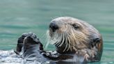 Precious Sea Otter Adorably Taps to Ask For Treats