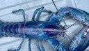 One in 100 million cotton candy lobster caught in New Hampshire