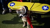 There's a new $6,000-a-flight airline for dogs and of course it's called Bark Air