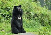 Himalayan black bear