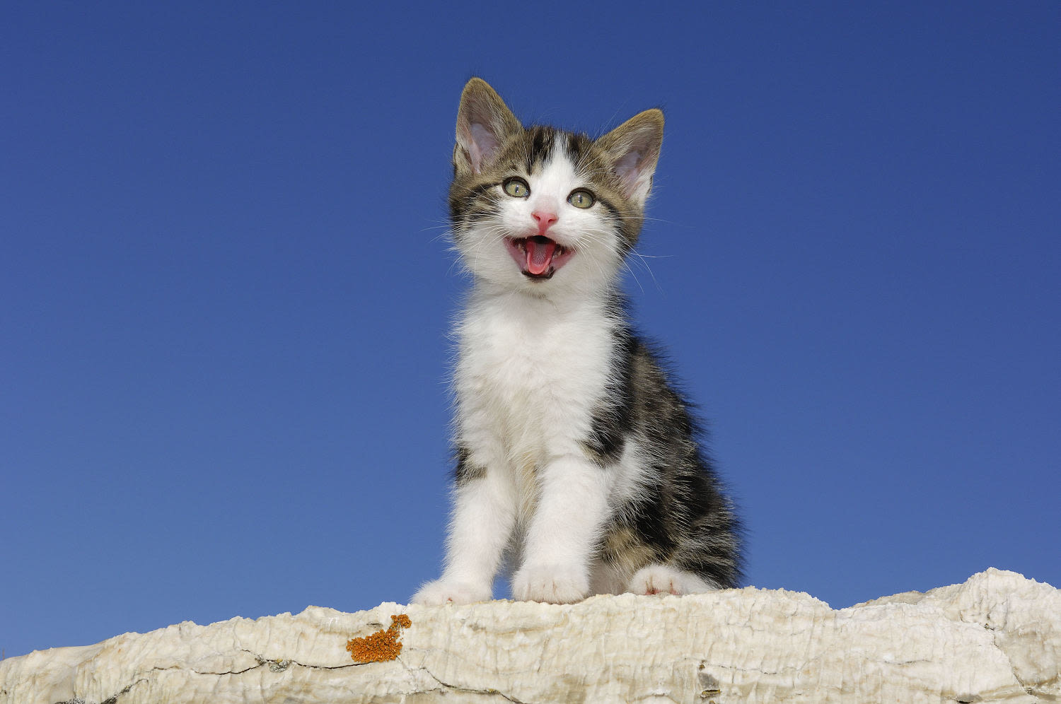 50 funny cat jokes that are totally paw-some