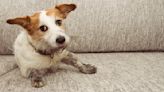 Want Fido off the Furniture? Here's How to Train Her