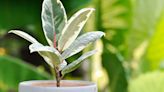 How to propagate a rubber plant – and get more houseplants for free