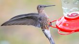 Ornithologists discover world's largest hummingbird is actually two species