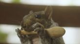 Thumbelina the squirrel was only the size of a walnut when her parents found her