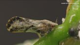 Asian citrus psyllid spreading devastating disease to citrus trees