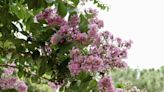 A Guide To Crepe Myrtle Varieties
