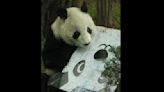 Con piñata, celebran en el zoológico a una de las pandas más longevas