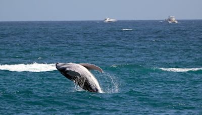 A conservação ambiental também é azul