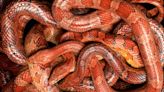 Detenido un hombre por intentar introducir 100 serpientes en China, escondidas en sus pantalones