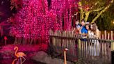 3 to See for the week: 'Whimsy & Wonder,' 'Stories on the Planet,' Zoo Lights