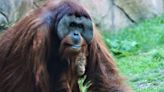 Denver's best dad is an orangutan named Berani