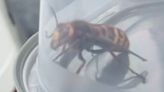 Brit captures huge hornet that 'looks like it could laser its way out of box'
