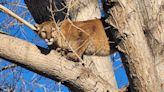 Mountain lion caught falling from tree after being tranquilized in Pocatello