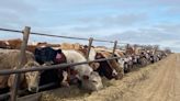 Balmy temperatures helping Sask. cattle producers save big money