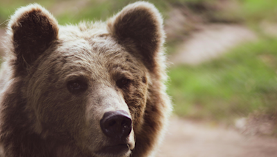 What Scares A Giant Grizzly Bear? A Lion? A Tiger? This Video Has The Answer...