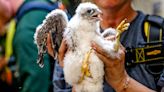 Falcon hatchlings banded by DNR at BWL Lansing power station
