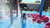 Splash pads, waterfalls and dock diving for dogs to enjoy this summer