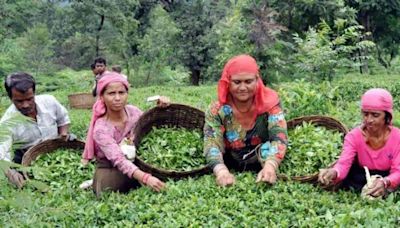 The fading scent of Kangra tea worries growers in lead-up to Lok Sabha elections