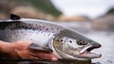 Michigan DNR euthanizes Atlantic salmon infected with bacterial kidney disease - Outdoor News