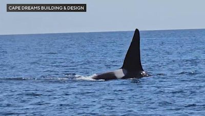 Video shows rare orca sighting off the coast of Massachusetts