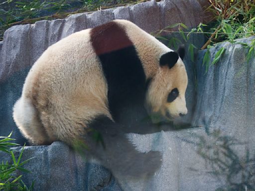 Panda-monium: San Diego Zoo welcomes giant pandas back to the U.S.