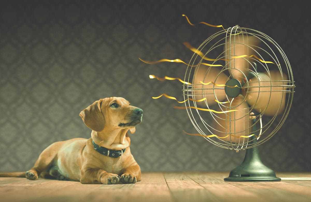 NJ heat can sicken your dog - signs to watch out for